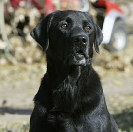 Gmpr Bj Of Black Forest Sh Bear Point Kennels