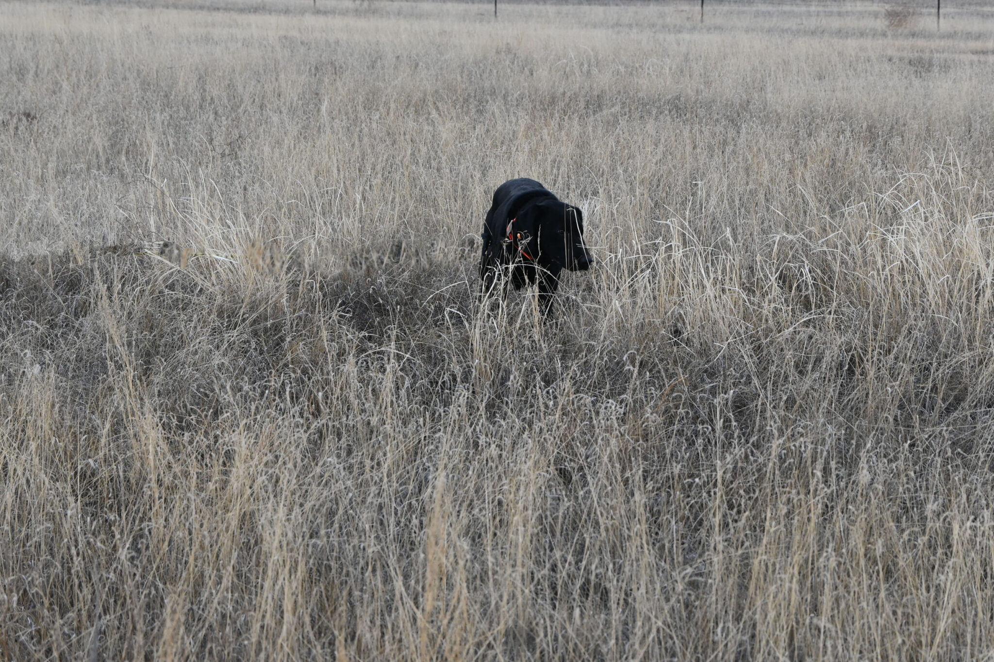 Zeus/Allie Bearpoint Kennels
